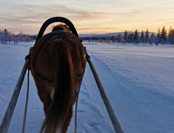 3 hevonen